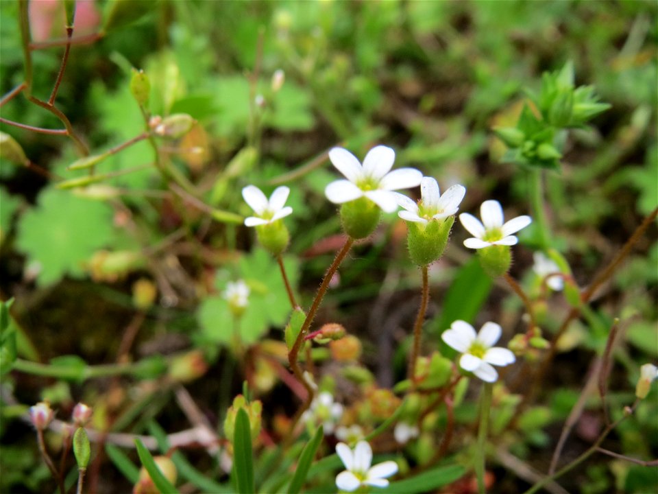 Dreifinger-Steinbrech (Saxifraga tridactylites) in Hockenheim