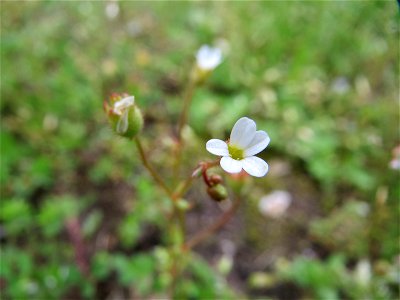 Dreifinger-Steinbrech (Saxifraga tridactylites) in Hockenheim