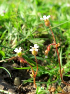 Dreifinger-Steinbrech (Saxifraga tridactylites) in Hockenheim