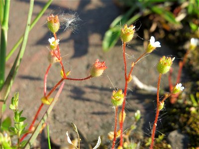 Dreifinger-Steinbrech (Saxifraga tridactylites) an der A620 in Alt-Saarbrücken