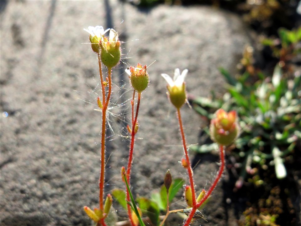 Dreifinger-Steinbrech (Saxifraga tridactylites) an der A620 in Alt-Saarbrücken