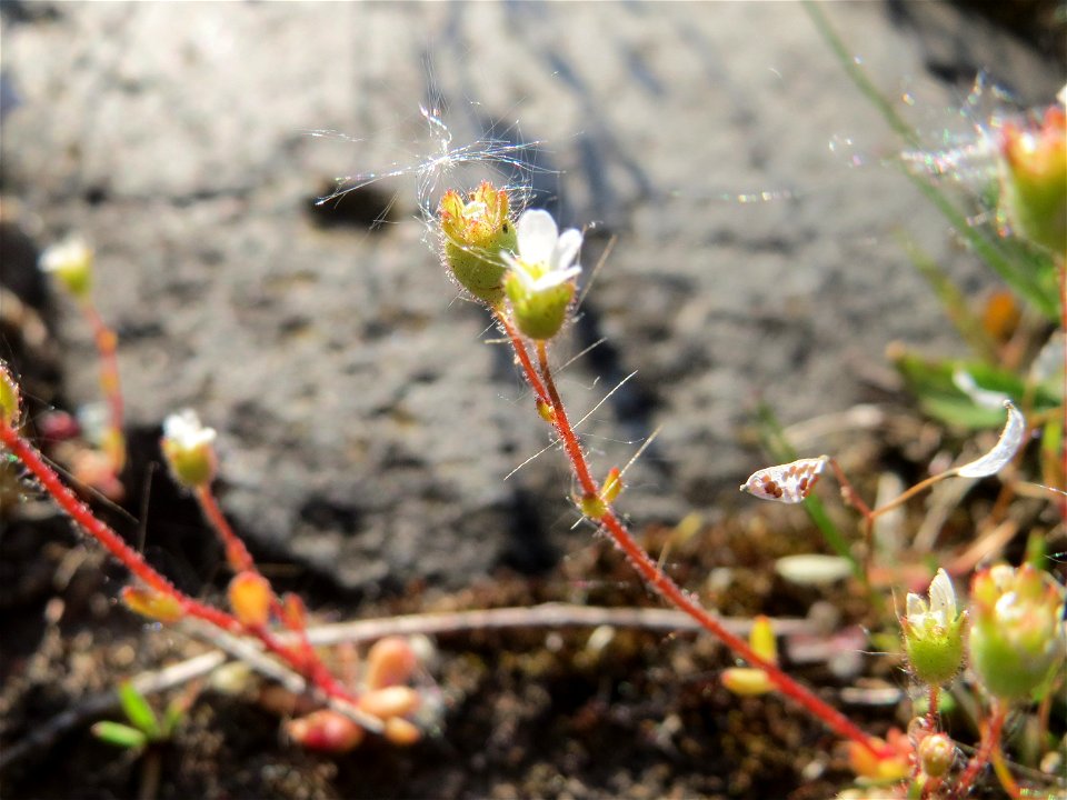 Dreifinger-Steinbrech (Saxifraga tridactylites) an der A620 in Alt-Saarbrücken