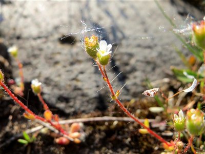 Dreifinger-Steinbrech (Saxifraga tridactylites) an der A620 in Alt-Saarbrücken