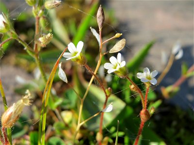 Dreifinger-Steinbrech (Saxifraga tridactylites) und Frühlings-Hungerblümchen (Draba verna) an der A620 in Alt-Saarbrücken
