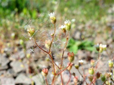 Dreifinger-Steinbrech (Saxifraga tridactylites) in Bruchmühlbach-Miesau