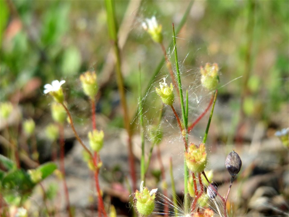 Dreifinger-Steinbrech (Saxifraga tridactylites) in Bruchmühlbach-Miesau