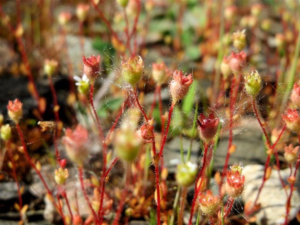 Dreifinger-Steinbrech (Saxifraga tridactylites) in Bruchmühlbach-Miesau