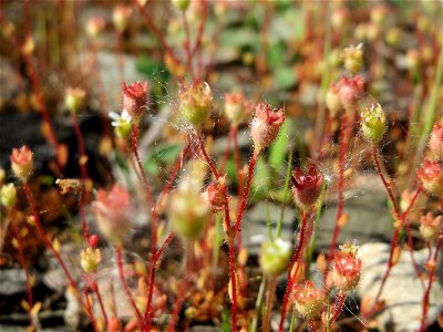 Dreifinger-Steinbrech (Saxifraga tridactylites) in Bruchmühlbach-Miesau