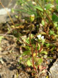 Ritzenbotanik: Dreifinger-Steinbrech (Saxifraga tridactylites) auf einem Grünstreifen zwischen Eisenbahnstraße und Am Damm in Hockenheim - blüht nur relativ Kurze Zeit im April und Mai