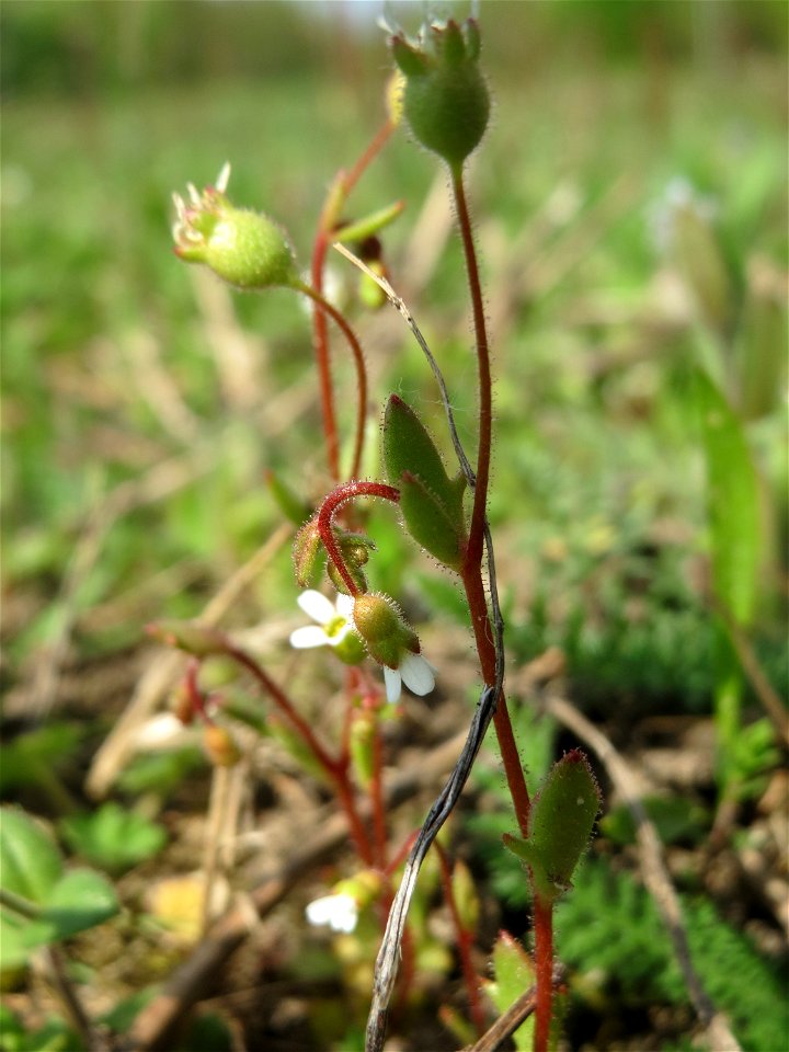 Dreifinger-Steinbrech (Saxifraga tridactylites) auf einer Streuobstwiese in Hockenheim