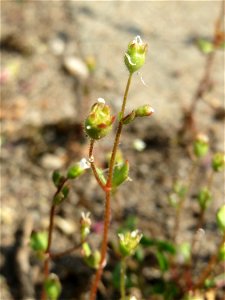 Ritzenbotanik: Dreifinger-Steinbrech (Saxifraga tridactylites) auf einem Grünstreifen zwischen Eisenbahnstraße und Am Damm in Hockenheim - blüht nur relativ Kurze Zeit im April und Mai