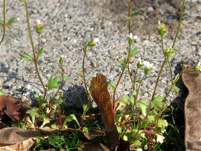 Ritzenbotanik: Dreifinger-Steinbrech (Saxifraga tridactylites) auf einem Grünstreifen zwischen Eisenbahnstraße und Am Damm in Hockenheim - blüht nur relativ Kurze Zeit im April und Mai