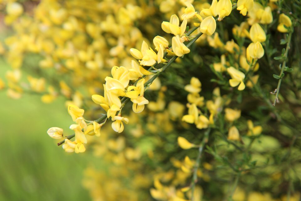 Shrub yellow flowers vegetation