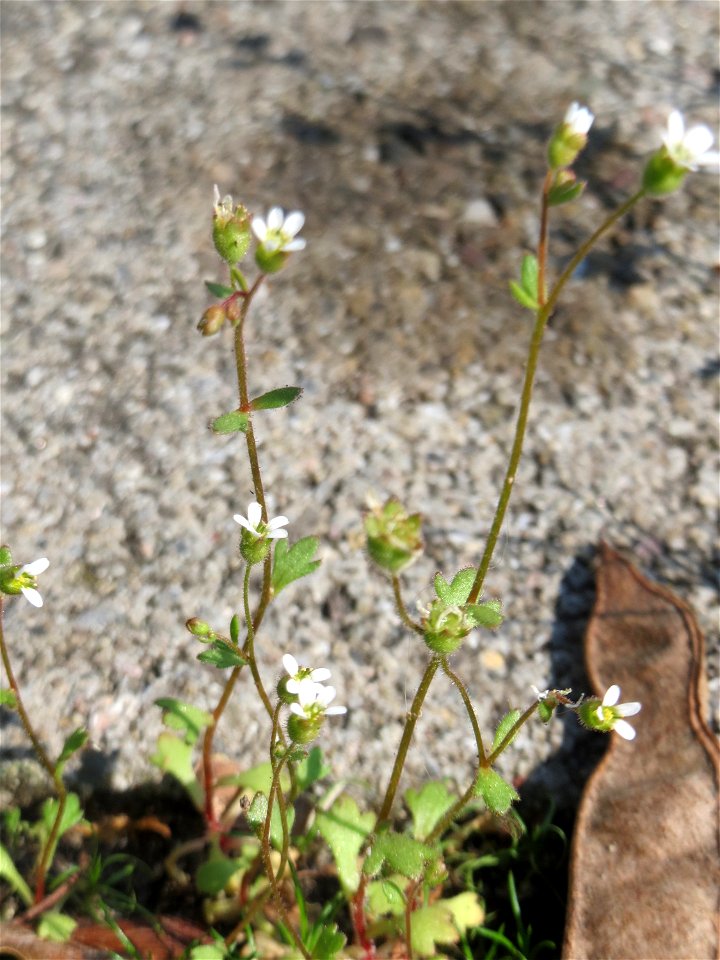 Ritzenbotanik: Dreifinger-Steinbrech (Saxifraga tridactylites) auf einem Grünstreifen zwischen Eisenbahnstraße und Am Damm in Hockenheim - blüht nur relativ Kurze Zeit im April und Mai