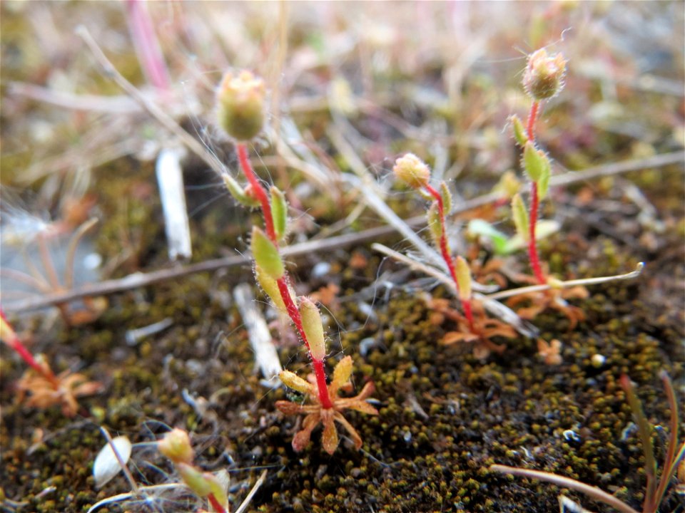 Dreifinger-Steinbrech (Saxifraga tridactylites) in Bruchmühlbach-Miesau