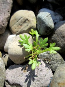 Grundblätter vom Dreifinger-Steinbrech (Saxifraga tridactylites) an der Mainzer Straße in Saarbrücken