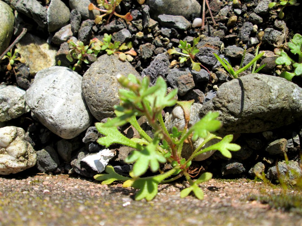 Grundblätter vom Dreifinger-Steinbrech (Saxifraga tridactylites) an der Mainzer Straße in Saarbrücken