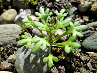 Grundblätter vom Dreifinger-Steinbrech (Saxifraga tridactylites) an der Mainzer Straße in Saarbrücken