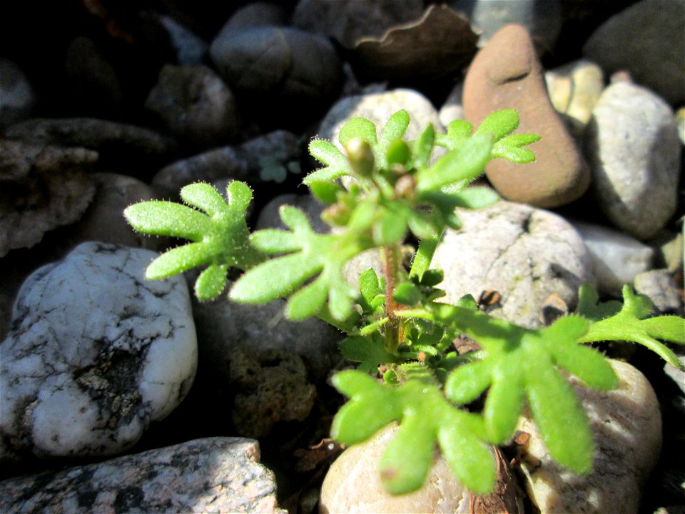 Ritzenbotanik: Grundblätter vom Dreifinger-Steinbrech (Saxifraga tridactylites) an der Mainzer Straße in Saarbrücken