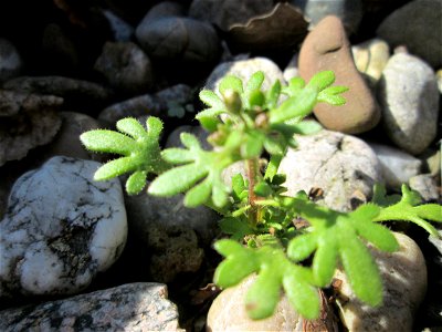 Ritzenbotanik: Grundblätter vom Dreifinger-Steinbrech (Saxifraga tridactylites) an der Mainzer Straße in Saarbrücken