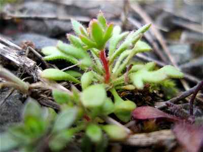 Grundblätter vom Dreifinger-Steinbrech (Saxifraga tridactylites) am Bahnhof Bruchmühlbach-Miesau