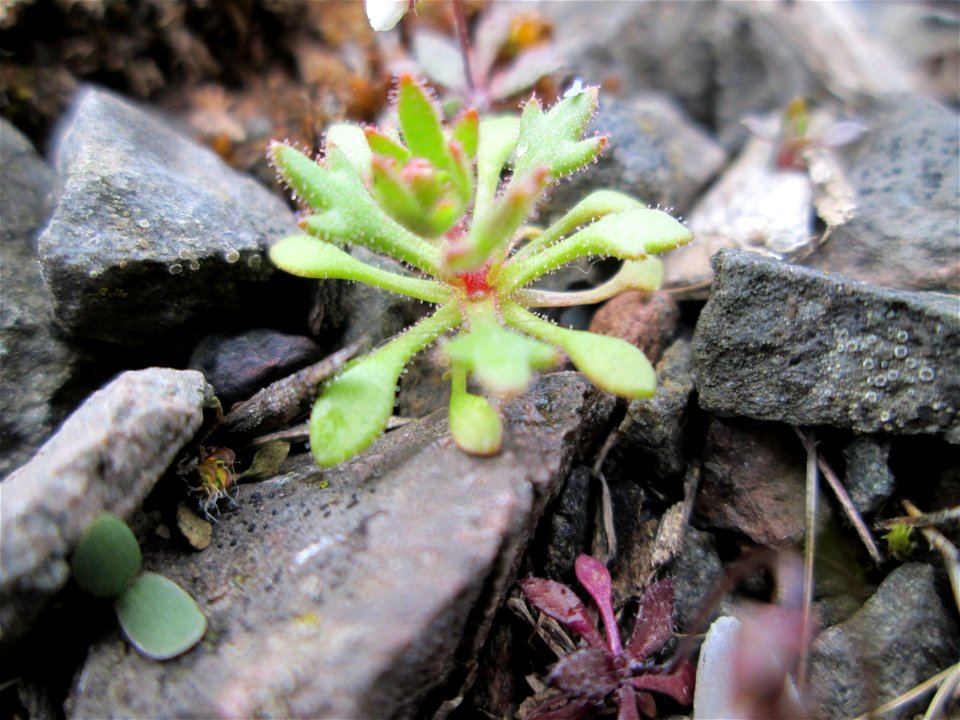 Grundblätter vom Dreifinger-Steinbrech (Saxifraga tridactylites) am Bahnhof Bruchmühlbach-Miesau