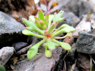 Grundblätter vom Dreifinger-Steinbrech (Saxifraga tridactylites) am Bahnhof Bruchmühlbach-Miesau