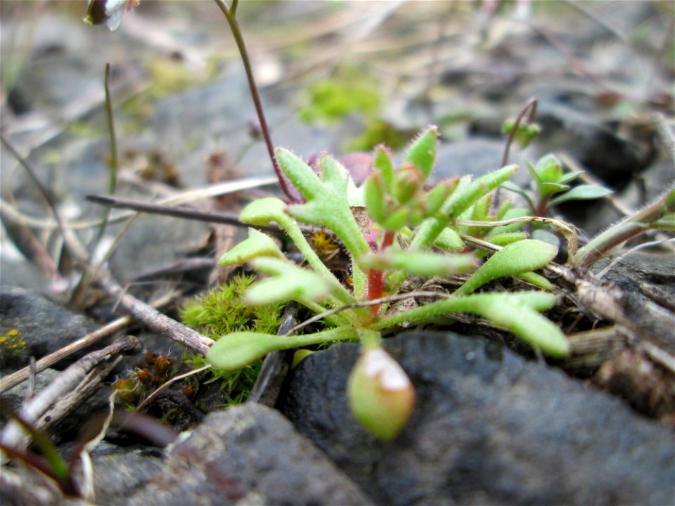 Grundblätter vom Dreifinger-Steinbrech (Saxifraga tridactylites) am Bahnhof Bruchmühlbach-Miesau