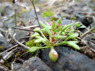 Grundblätter vom Dreifinger-Steinbrech (Saxifraga tridactylites) am Bahnhof Bruchmühlbach-Miesau