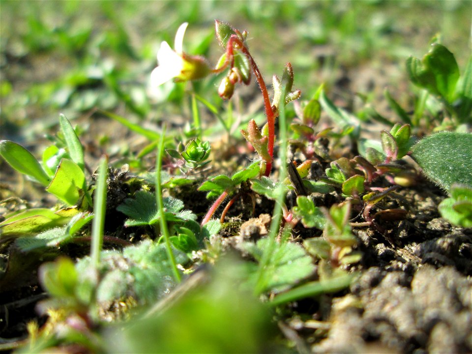Dreifinger-Steinbrech (Saxifraga tridactylites) auf einer Streuobstwiese in Hockenheim