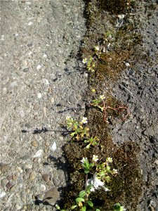 Ritzenbotanik: Dreifinger-Steinbrech (Saxifraga tridactylites) oberhalb der A620 in Alt-Saarbrücken