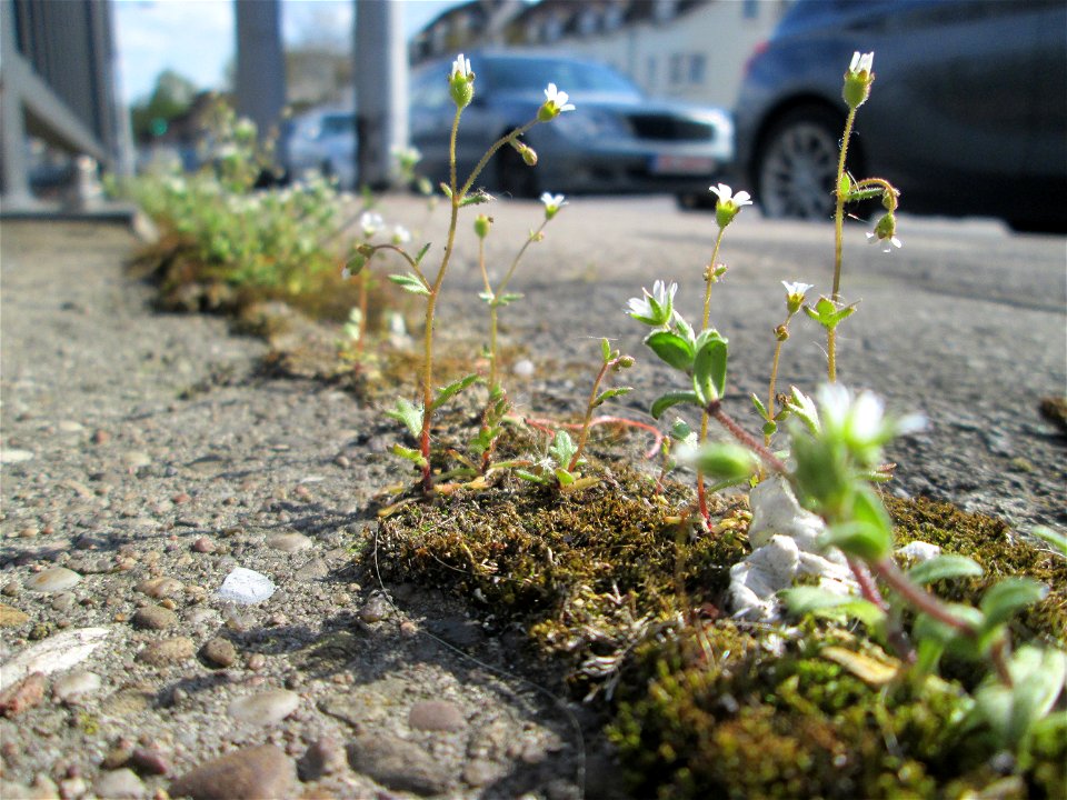 Ritzenbotanik: Dreifinger-Steinbrech (Saxifraga tridactylites) oberhalb der A620 in Alt-Saarbrücken