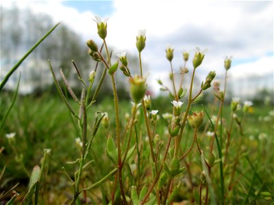 Dreifinger-Steinbrech (Saxifraga tridactylites) bei Grosbliederstroff
