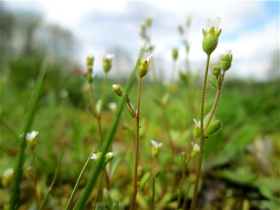 Dreifinger-Steinbrech (Saxifraga tridactylites) bei Grosbliederstroff