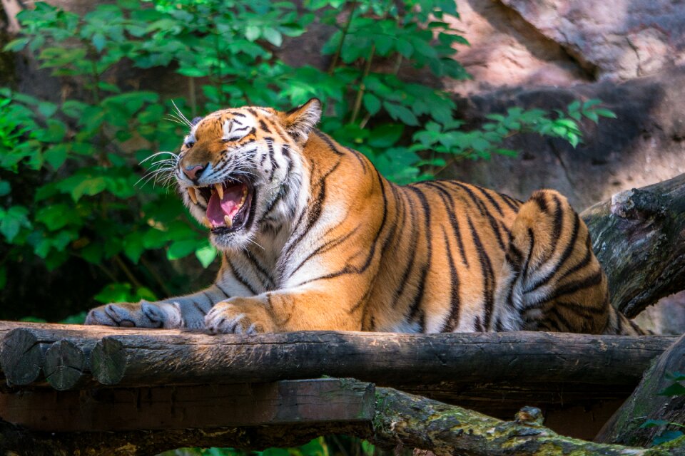 Roar dangerous animal
