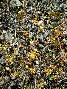 Dreifinger-Steinbrech (Saxifraga tridactylites) in Bruchmühlbach-Miesau