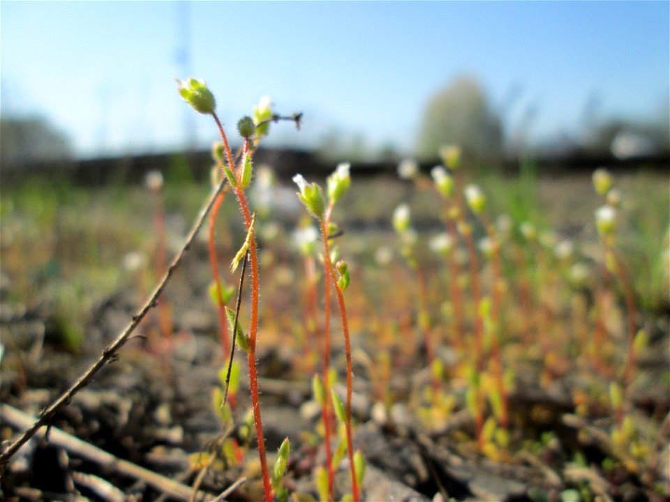 Dreifinger-Steinbrech (Saxifraga tridactylites) in Bruchmühlbach-Miesau