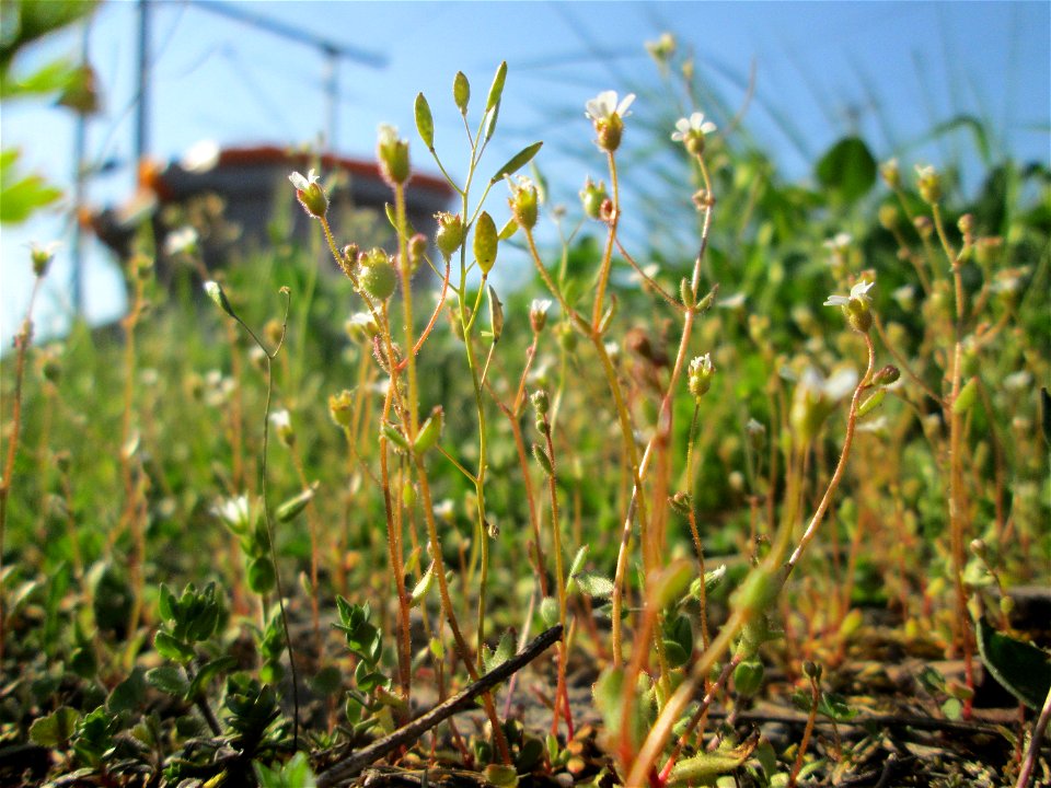 Dreifinger-Steinbrech (Saxifraga tridactylites) am Bahnhof Landstuhl
