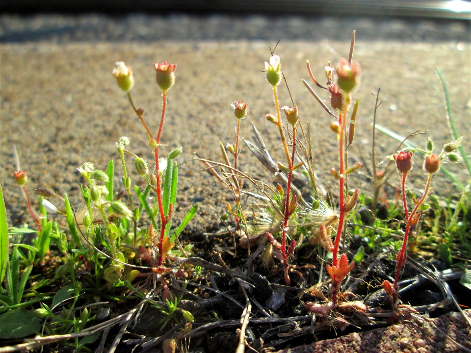 Ritzenbotaik: Dreifinger-Steinbrech (Saxifraga tridactylites) am Hauptbahnhof Mannheim
