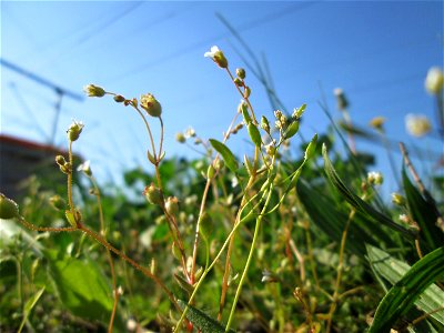 Dreifinger-Steinbrech (Saxifraga tridactylites) am Bahnhof Landstuhl