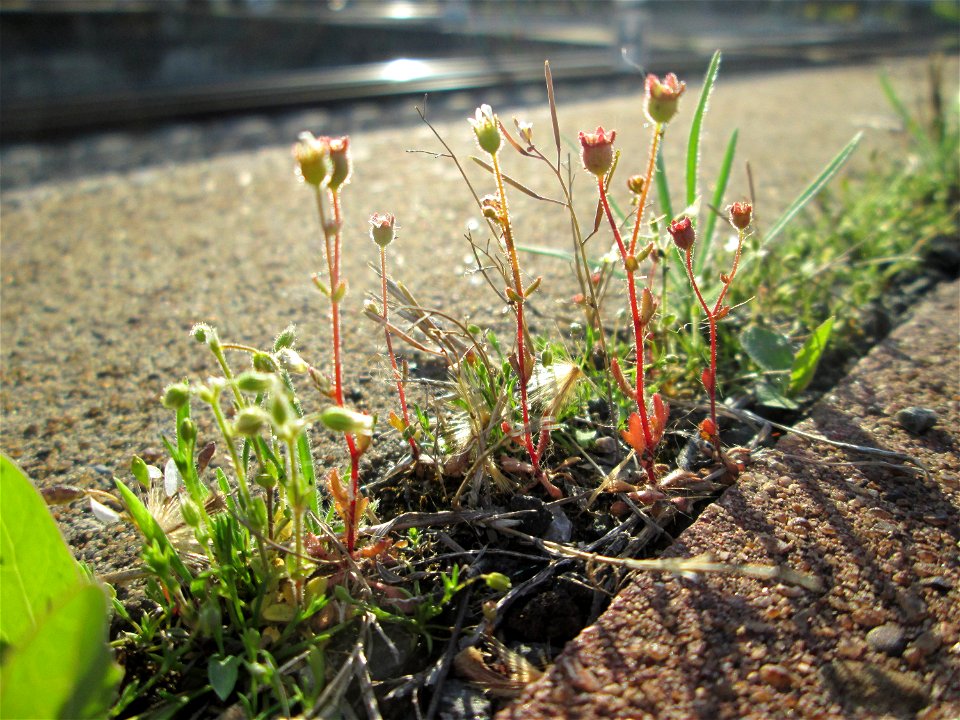 Ritzenbotaik: Dreifinger-Steinbrech (Saxifraga tridactylites) am Hauptbahnhof Mannheim