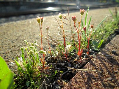 Ritzenbotaik: Dreifinger-Steinbrech (Saxifraga tridactylites) am Hauptbahnhof Mannheim