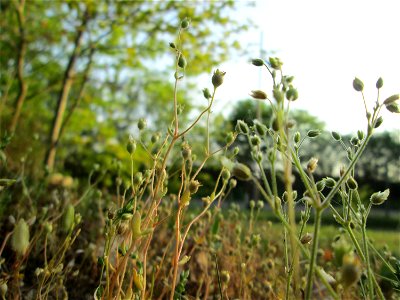 Dreifinger-Steinbrech (Saxifraga tridactylites) in einem Kleinbiotop am Hockenheimring in der Schwetzinger Hardt