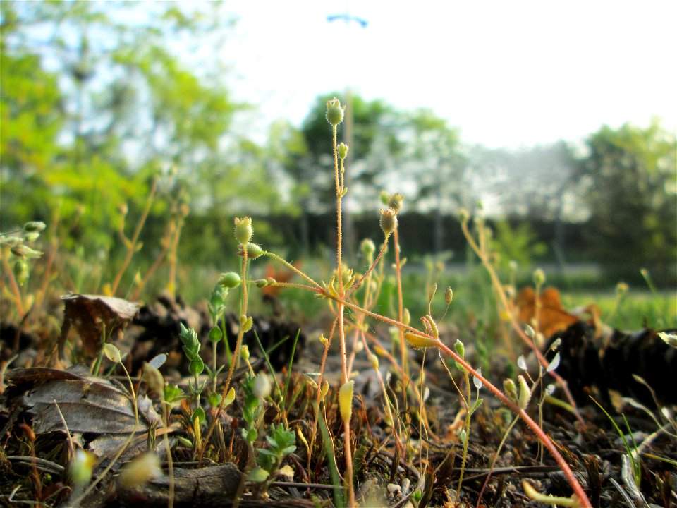 Dreifinger-Steinbrech (Saxifraga tridactylites) in einem Kleinbiotop am Hockenheimring in der Schwetzinger Hardt