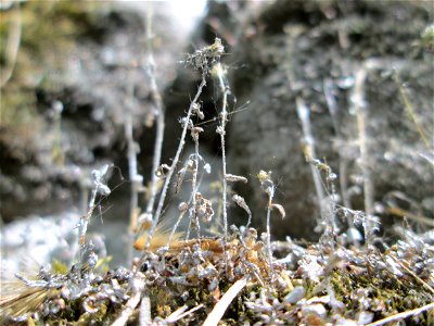 Dreifinger-Steinbrech (Saxifraga tridactylites) an der Stadtmauer von Sankt Johann