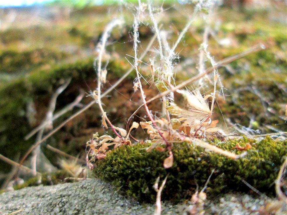 Dreifinger-Steinbrech (Saxifraga tridactylites) an der Stadtmauer von Sankt Johann