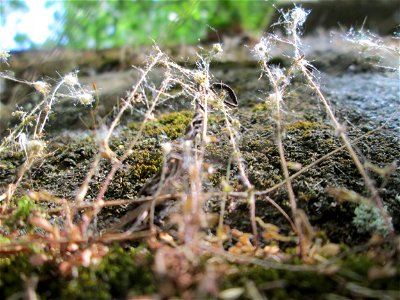 Dreifinger-Steinbrech (Saxifraga tridactylites) an der Stadtmauer von Sankt Johann