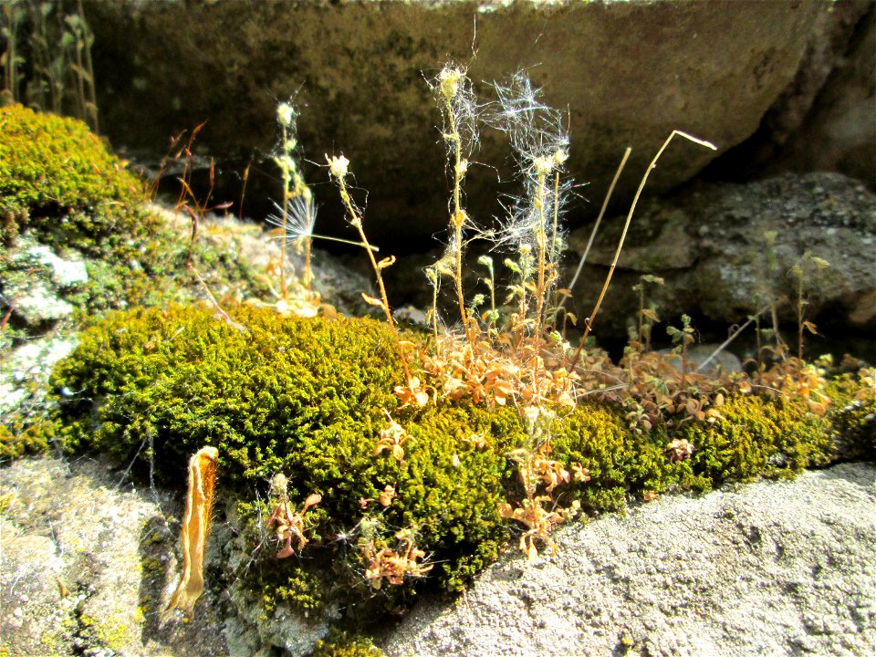 Ritzenbotanik: Dreifinger-Steinbrech (Saxifraga tridactylites) an der Stadtmauer in Alt-Saarbrücken