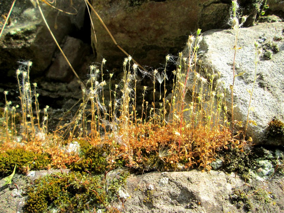Ritzenbotanik: Dreifinger-Steinbrech (Saxifraga tridactylites) an der Stadtmauer in Alt-Saarbrücken