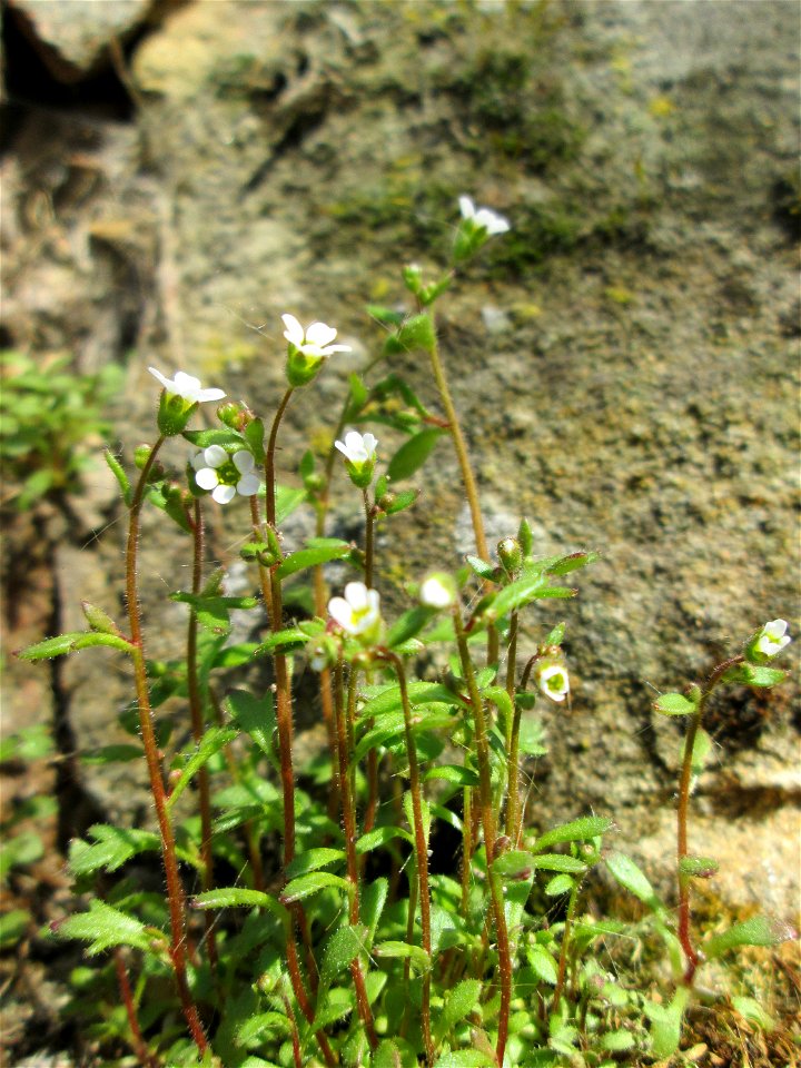 Dreifinger-Steinbrech (Saxifraga tridactylites) an der Stadtmauer von Sankt Johann